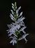 Dactylorhiza fuchsii (Orchis de Fuchs) Anonyme