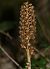 Neottia nidus-avis  - Anonyme