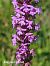 Gymnadenia conopsea (Orchis moucheron) © Richard Fay