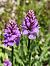 Dactylorhiza maculata (Orchis tacheté) © Richard Fay