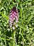 Neotinea ustulata (Orchis brûlé) © Richard Fay