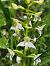 Platanthera chlorantha (Platanthère verdâtre) © Richard Fay