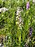 Gymnadenia conopsea (Orchis moucheron) © Richard Fay