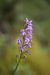 Dactylorhiza cyrnea  - Mathis Buriasco