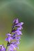 Dactylorhiza cyrnea  - Mathis Buriasco