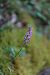 Dactylorhiza cyrnea  - Mathis Buriasco