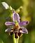 Ophrys apifera var. friburgensis (Ophrys abeille de Fribourg) © Severine Gaudeau Bis