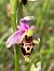 Ophrys gresivaudanica  - Olivier Hirschy