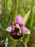 Ophrys gresivaudanica  - Olivier Hirschy