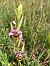 Ophrys gresivaudanica  - Olivier Hirschy