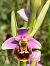 Ophrys gresivaudanica  - Olivier Hirschy