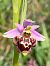 Ophrys gresivaudanica (Ophrys du Grésivaudan) © Olivier Hirschy