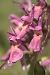 Dactylorhiza sambucina f. zimmermanii  - Jean Valentin