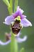Ophrys gresivaudanica  - Jean Valentin