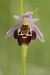 Ophrys gresivaudanica  - Jean Valentin