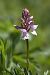 Dactylorhiza maculata (Orchis tacheté) © Jean Valentin