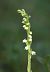 Goodyera repens (Goodyère rampante) © Jean Valentin