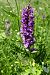 Dactylorhiza indet. group. majalis  - Pascale Chevalier