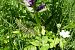 Dactylorhiza indet. group. majalis  - Pascale Chevalier
