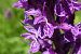 Dactylorhiza indet. group. majalis  - Pascale Chevalier