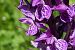 Dactylorhiza indet. group. majalis  - Pascale Chevalier