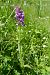 Dactylorhiza indet. group. majalis  - Pascale Chevalier