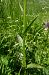Dactylorhiza indet. group. majalis  - Pascale Chevalier