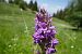 Dactylorhiza indet. group. majalis  - Pascale Chevalier