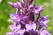 Dactylorhiza indet. group. majalis  - Pascale Chevalier
