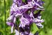 Dactylorhiza indet. group. majalis  - Pascale Chevalier