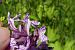 Dactylorhiza indet. group. majalis  - Pascale Chevalier