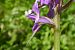 Dactylorhiza indet. group. majalis  - Pascale Chevalier