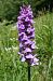 Dactylorhiza indet. group. majalis  - Pascale Chevalier
