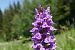 Dactylorhiza indet. group. majalis  - Pascale Chevalier