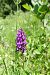 Dactylorhiza indet. group. majalis  - Pascale Chevalier