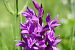 Dactylorhiza indet. group. majalis (Orchis indéterminé du groupe de mai) © Pascale Chevalier