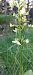 Listera cordata  - Jean-Marc Villalard