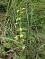 Epipactis muelleri  - Hélène Martin