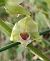 Epipactis muelleri (Épipactis de Mueller) © Hélène Martin