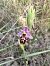 Ophrys scolopax (Ophrys bécasse) © Hélène Martin