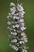 Dactylorhiza maculata  - Philippe Fourneret