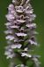 Dactylorhiza maculata  - Philippe Fourneret