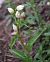 Cephalanthera damasonium  - Jacques Hallot