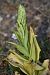 Himantoglossum hircinum (Orchis bouc) © Jacques Hallot