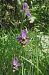 Ophrys gresivaudanica  - Laurent Fourneret