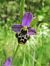 Ophrys gresivaudanica  - Laurent Fourneret