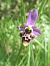 Ophrys gresivaudanica  - Laurent Fourneret