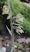 Epipactis microphylla (Épipactis à petites feuilles) © Laurent Fourneret