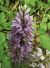 Dactylorhiza fuchsii (Orchis de Fuchs) © Laurent Fourneret