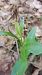 Cephalanthera damasonium - Laurent Fourneret